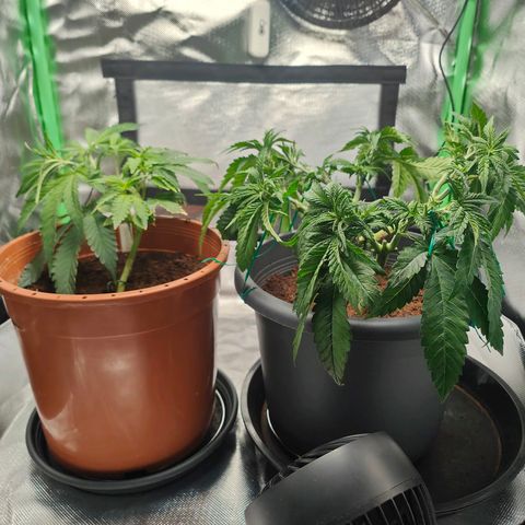 Critical (RQS) & Super- Skunk growlog photo: & nach dem Haarschnitt 🥰💚
Die SuperSkunk is anscheinend ne Auto. Die süße befindet sich voll im Stretch bei 18/6 😅 hab die von nem Kumpel. Was nun? 
