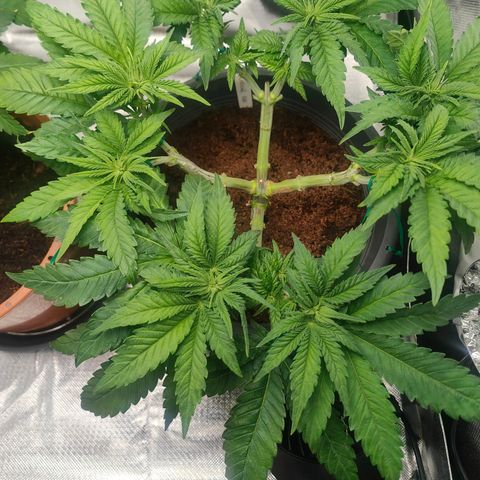 Critical (RQS) & Super- Skunk growlog photo: Nur ein paar Stunden später sehen die Pflänzchen schon wieder so toll aus 🥰 beste Pflanze der Welt!! 💚