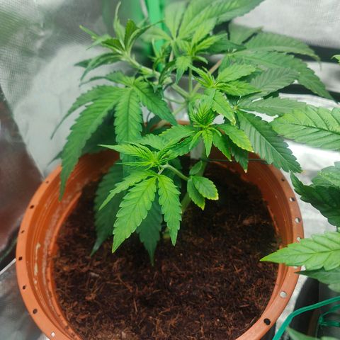 Critical (RQS) & Super- Skunk growlog photo: Nur ein paar Stunden später sehen die Pflänzchen schon wieder so toll aus 🥰 beste Pflanze der Welt!! 💚