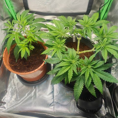 Critical (RQS) & Super- Skunk growlog photo: Nur ein paar Stunden später sehen die Pflänzchen schon wieder so toll aus 🥰 beste Pflanze der Welt!! 💚