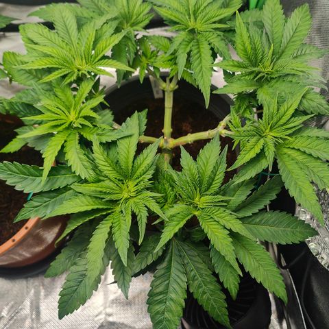 Critical (RQS) & Super- Skunk growlog photo: 😊