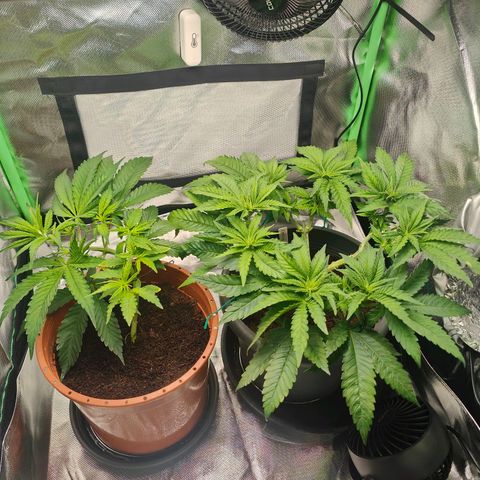 Critical (RQS) & Super- Skunk growlog photo: 😊