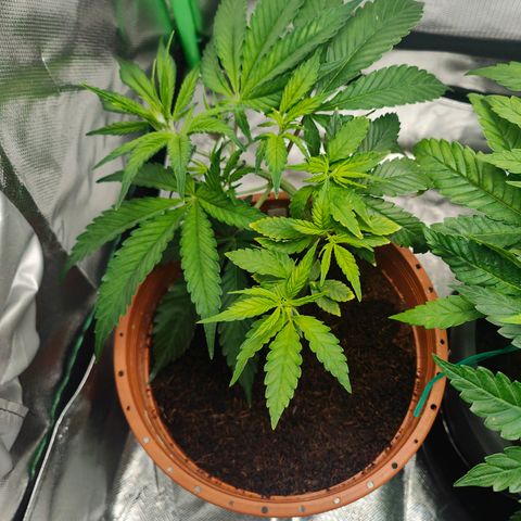 Critical (RQS) & Super- Skunk growlog photo: 😊