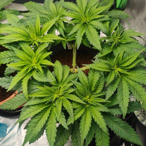 Critical (RQS) & Super- Skunk growlog photo: Erster Blütetag 