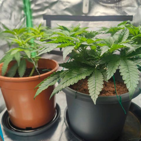 Critical (RQS) & Super- Skunk growlog photo: Erster Blütetag 