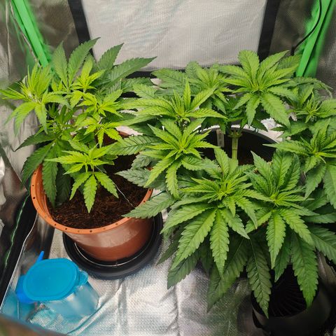 Critical (RQS) & Super- Skunk growlog photo: Erster Blütetag 