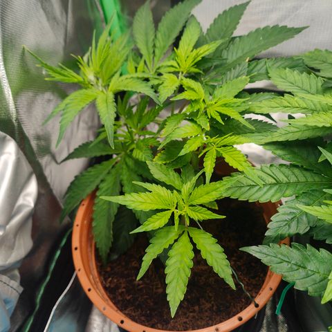 Critical (RQS) & Super- Skunk growlog photo: Erster Blütetag 