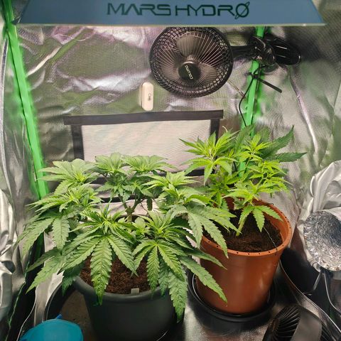 Critical (RQS) & Super- Skunk growlog photo: Die beiden haben mal die plätze getauscht, damit der lüfter nicht immer auf die gleiche Stelle bläst. 😊💚