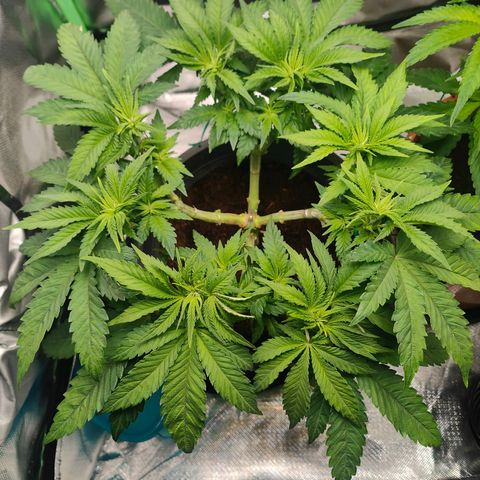 Critical (RQS) & Super- Skunk growlog photo: Die beiden haben mal die plätze getauscht, damit der lüfter nicht immer auf die gleiche Stelle bläst. 😊💚