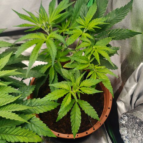 Critical (RQS) & Super- Skunk growlog photo: Die beiden haben mal die plätze getauscht, damit der lüfter nicht immer auf die gleiche Stelle bläst. 😊💚