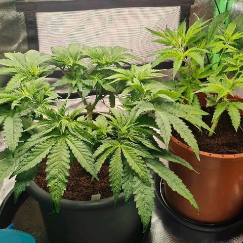 Critical (RQS) & Super- Skunk growlog timeline photo