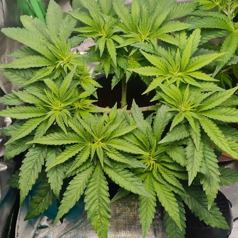 Critical (RQS) & Super- Skunk growlog photo: 🥰💚
