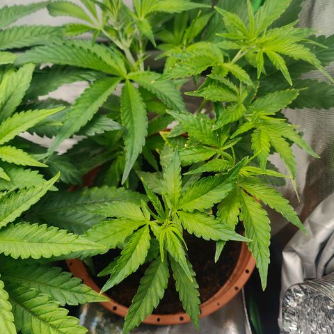 Critical (RQS) & Super- Skunk growlog photo: 🥰💚