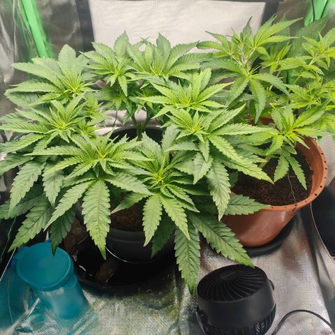 Critical (RQS) & Super- Skunk growlog photo: 🥰💚