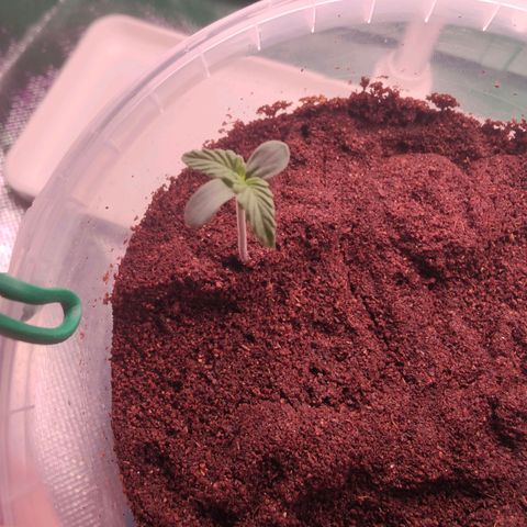 Bubble Gum x OG Kush x Critical Auto growlog photo: Schön, schön! 😊💚