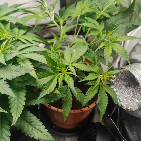 Critical (RQS) & Super- Skunk growlog photo: Beide bekommen preflower dünger & skunky stretcht schon ordentlich! 😊💚