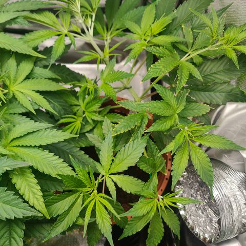 Critical (RQS) & Super- Skunk growlog photo: Beide bekommen preflower dünger & skunky stretcht schon ordentlich! 😊💚