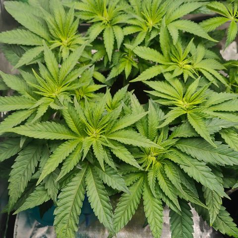 Critical (RQS) & Super- Skunk growlog photo: Beide bekommen preflower dünger & skunky stretcht schon ordentlich! 😊💚