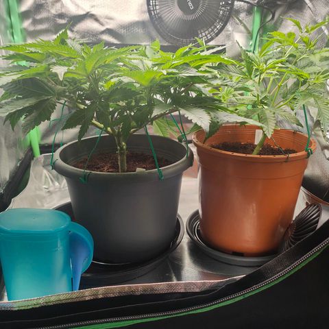 Critical (RQS) & Super- Skunk growlog photo: Beide bekommen preflower dünger & skunky stretcht schon ordentlich! 😊💚