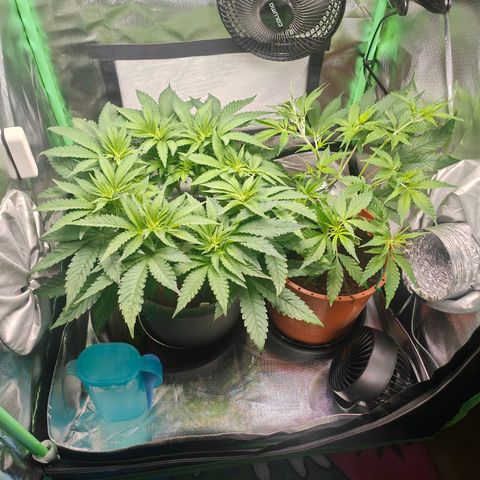 Critical (RQS) & Super- Skunk growlog photo: Beide bekommen preflower dünger & skunky stretcht schon ordentlich! 😊💚