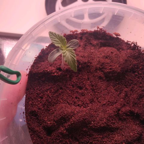 Bubble Gum x OG Kush x Critical Auto growlog photo: 🌱🍀🥰