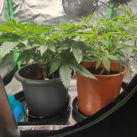 Critical (RQS) & Super- Skunk growlog photo: Wachset & Gedeihet meine süßen Babys 🥰
