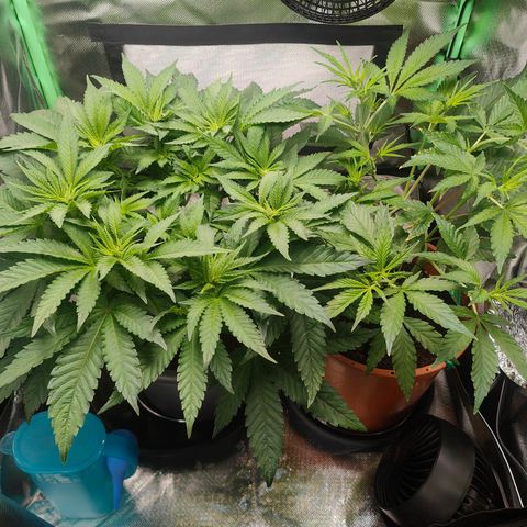 Critical (RQS) & Super- Skunk growlog photo: Wachset & Gedeihet meine süßen Babys 🥰