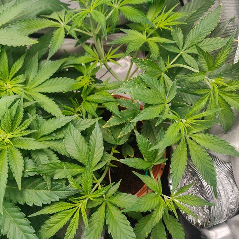 Critical (RQS) & Super- Skunk growlog photo: Wachset & Gedeihet meine süßen Babys 🥰