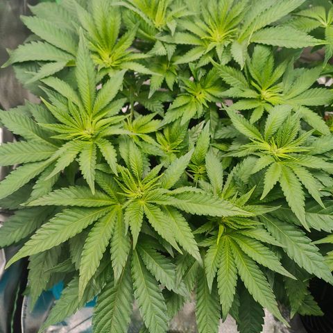 Critical (RQS) & Super- Skunk growlog photo: Wachset & Gedeihet meine süßen Babys 🥰