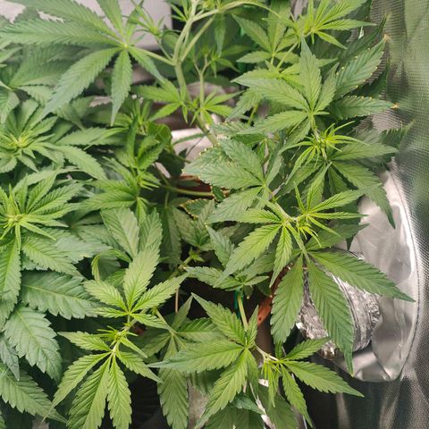 Critical (RQS) & Super- Skunk growlog photo: Joa, kann man mit arbeiten 😊💚