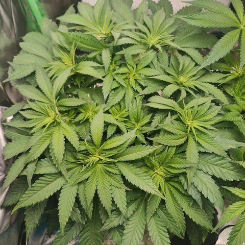 Critical (RQS) & Super- Skunk growlog photo: Joa, kann man mit arbeiten 😊💚