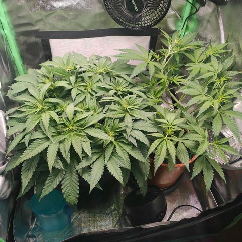 Critical (RQS) & Super- Skunk growlog photo: Joa, kann man mit arbeiten 😊💚