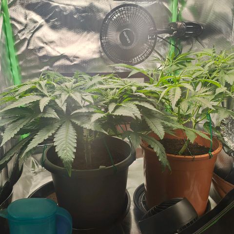 Critical (RQS) & Super- Skunk growlog photo: Joa, kann man mit arbeiten 😊💚