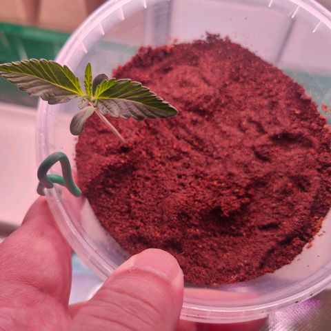 Bubble Gum x OG Kush x Critical Auto growlog photo: Joa, passt. 😊