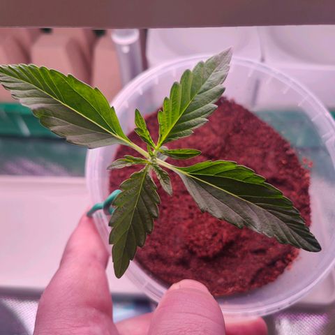 Bubble Gum x OG Kush x Critical Auto growlog timeline photo