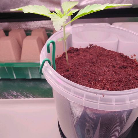 Bubble Gum x OG Kush x Critical Auto growlog timeline photo