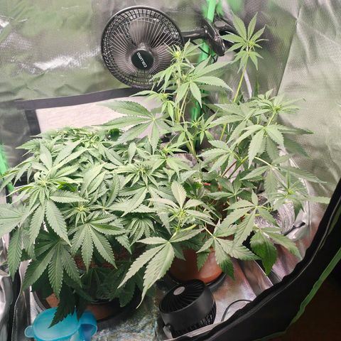 Critical (RQS) & Super- Skunk growlog photo: Oha, skunky stretcht bis unter die Lampe.. Critta hat brutal Wassermangel 😬 gucken wir morgen mal was wird..