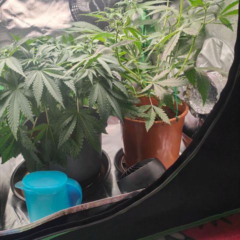 Critical (RQS) & Super- Skunk growlog photo: Oha, skunky stretcht bis unter die Lampe.. Critta hat brutal Wassermangel 😬 gucken wir morgen mal was wird..