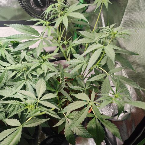Critical (RQS) & Super- Skunk growlog photo: Oha, skunky stretcht bis unter die Lampe.. Critta hat brutal Wassermangel 😬 gucken wir morgen mal was wird..