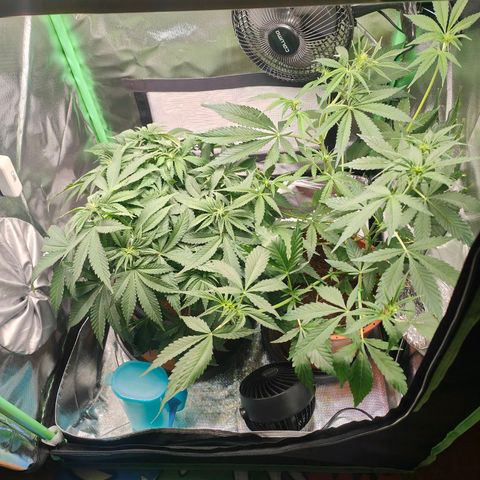 Critical (RQS) & Super- Skunk growlog photo: Oha, skunky stretcht bis unter die Lampe.. Critta hat brutal Wassermangel 😬 gucken wir morgen mal was wird..