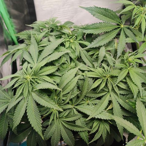 Critical (RQS) & Super- Skunk growlog photo: Oha, skunky stretcht bis unter die Lampe.. Critta hat brutal Wassermangel 😬 gucken wir morgen mal was wird..
