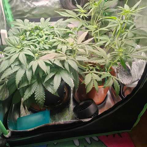 Critical (RQS) & Super- Skunk growlog photo: Nach der Durststrecke wieder gut erholt. Heute wird ausgedünnt!
