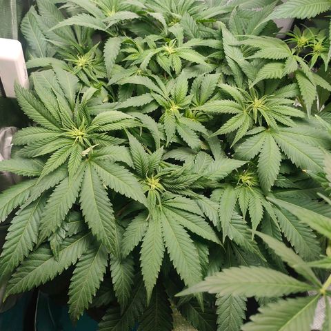 Critical (RQS) & Super- Skunk growlog photo: Nach der Durststrecke wieder gut erholt. Heute wird ausgedünnt!
