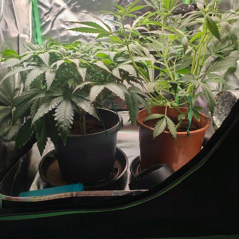 Critical (RQS) & Super- Skunk growlog photo: Nach der Durststrecke wieder gut erholt. Heute wird ausgedünnt!