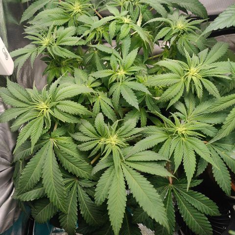 Critical (RQS) & Super- Skunk growlog photo: Dach dem Haarschnitt ist wieder n bisschen Ordnung drin. 😅 