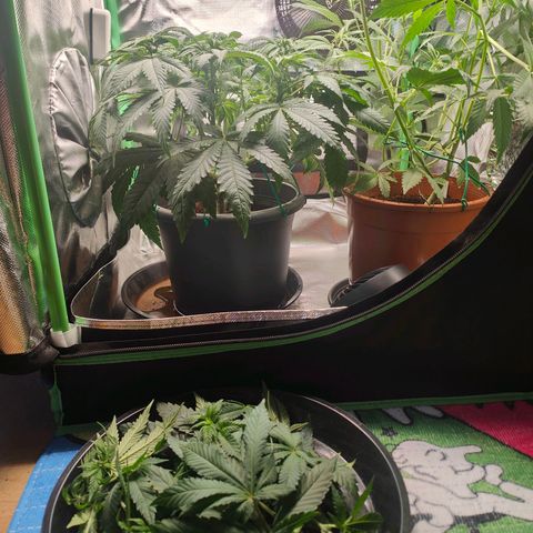 Critical (RQS) & Super- Skunk growlog photo: Dach dem Haarschnitt ist wieder n bisschen Ordnung drin. 😅 