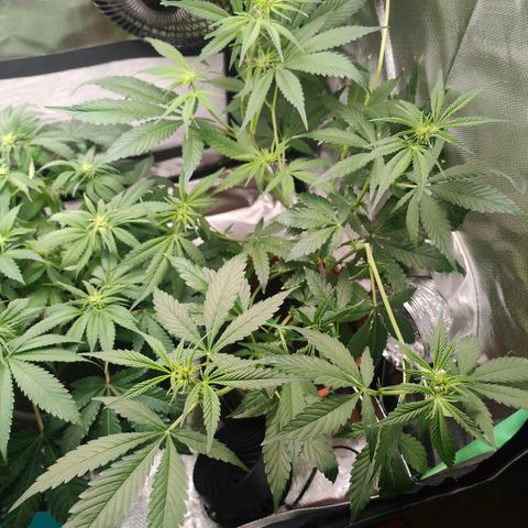 Critical (RQS) & Super- Skunk growlog photo: Dach dem Haarschnitt ist wieder n bisschen Ordnung drin. 😅 