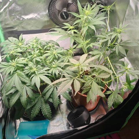Critical (RQS) & Super- Skunk growlog photo: Dach dem Haarschnitt ist wieder n bisschen Ordnung drin. 😅 
