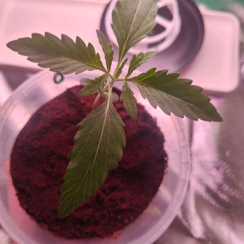 Bubble Gum x OG Kush x Critical Auto growlog photo: 😊