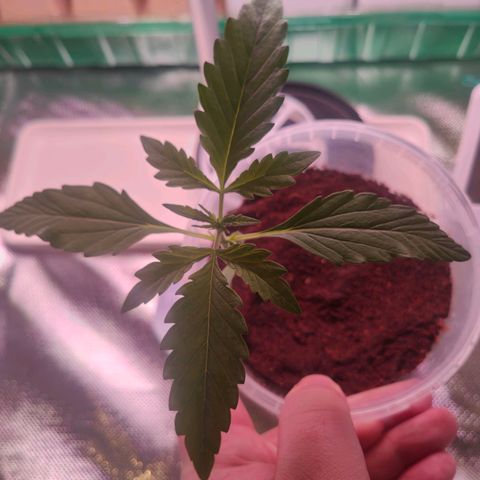 Bubble Gum x OG Kush x Critical Auto growlog photo: Bald ist die 10w LED zu klein. Aber ich will trotzdem gucken was ich mit der rausholen kann 😅